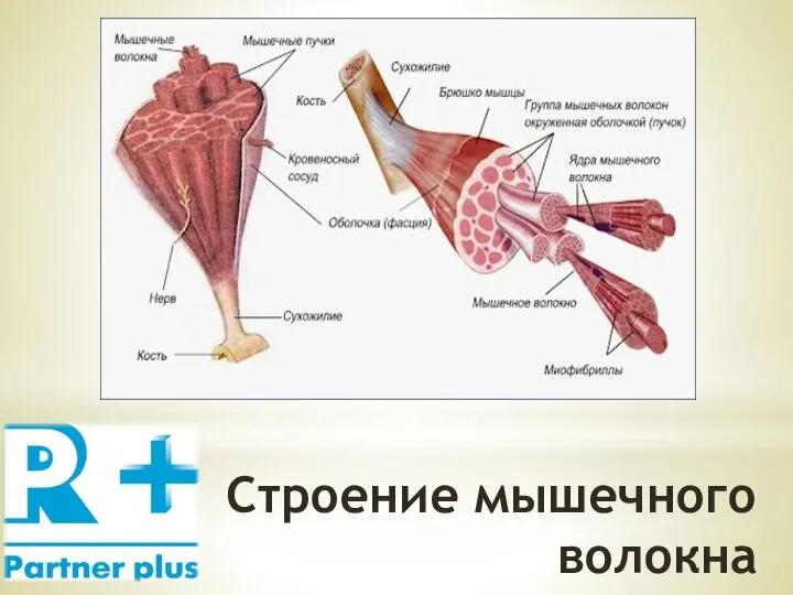 Строение мышечного волокна