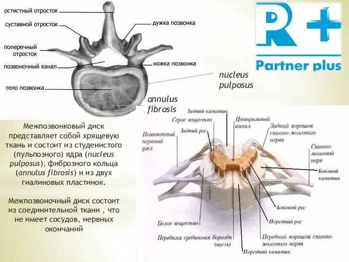 Межпозвонковый диск представляет собой хря­щевую ткань и состоит из студенистого (пульпозного) ядра