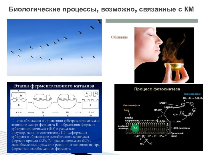 Биологические процессы, возможно, связанные с КМ