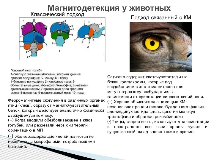 Магнитодетекция у животных Классический подход Подход связанный с КМ Ферромагнитные скопления в