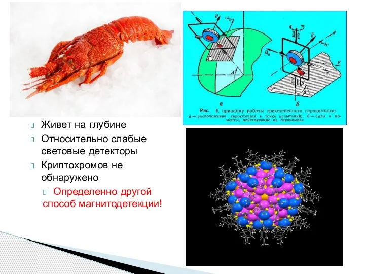 Живет на глубине Относительно слабые световые детекторы Криптохромов не обнаружено Определенно другой способ магнитодетекции!