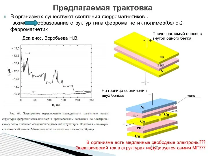 В организмах существуют скопления ферромагнетиков . возможно образование структур типа ферромагнетик-полимер(белок)-ферромагнетик Предлагаемая