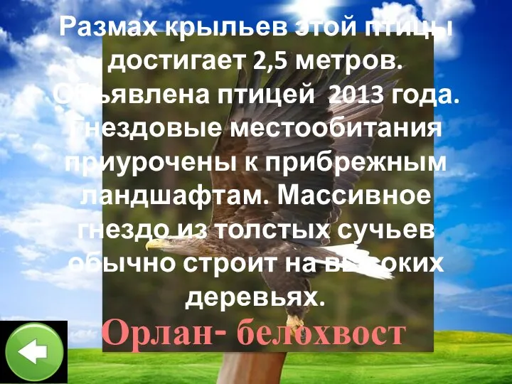 Размах крыльев этой птицы достигает 2,5 метров. Объявлена птицей 2013 года. Гнездовые