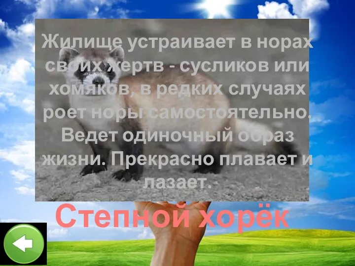 Жилище устраивает в норах своих жертв - сусликов или хомяков, в редких