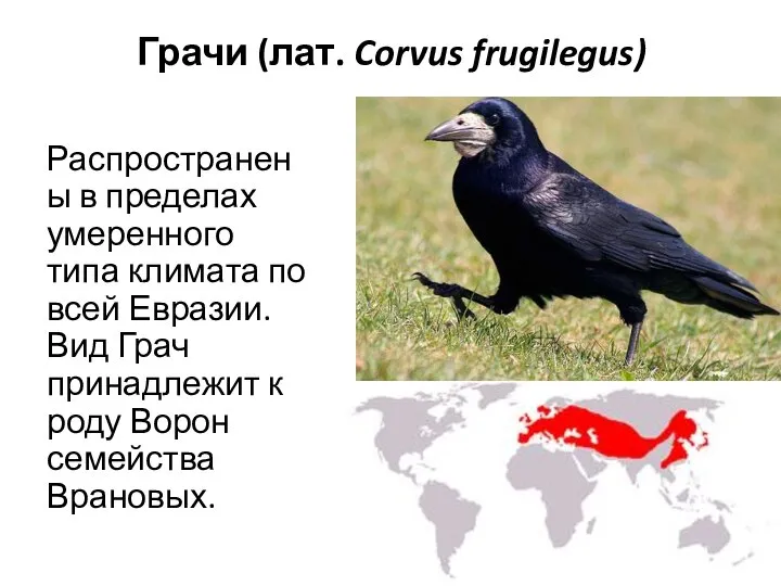 Грачи (лат. Corvus frugilegus) Распространены в пределах умеренного типа климата по всей