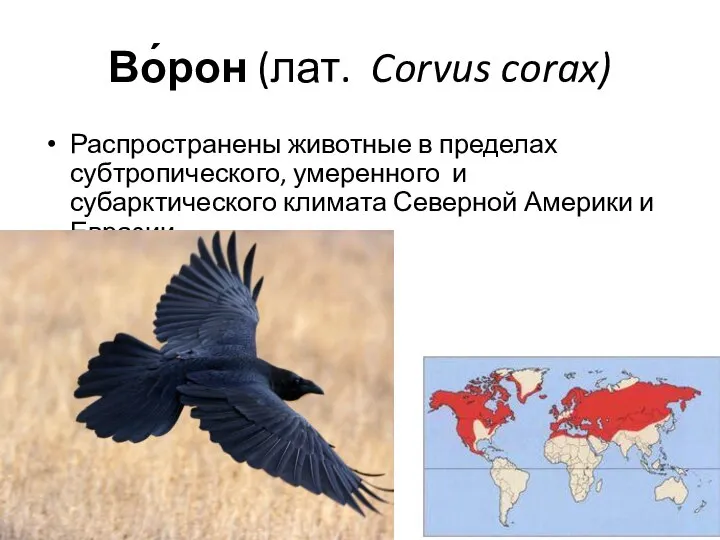 Во́рон (лат. Corvus corax) Распространены животные в пределах субтропического, умеренного и субарктического