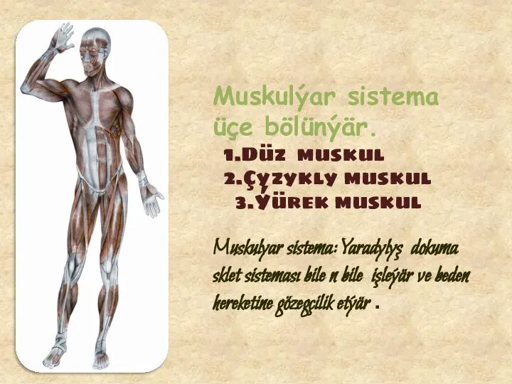 Muskulýar sistema üçe bölünýär. 1.Düz muskul 2.Çyzykly muskul 3.Ýürek muskul Muskulyar sistema: