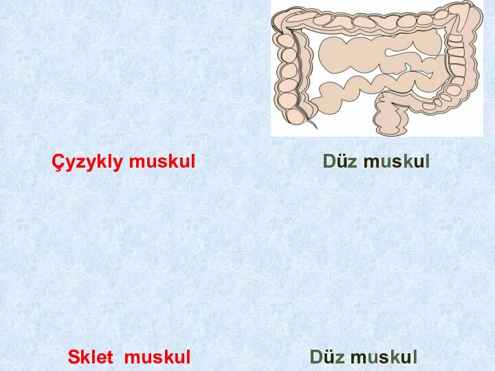 Düz muskul Düz muskul Sklet muskul Çyzykly muskul