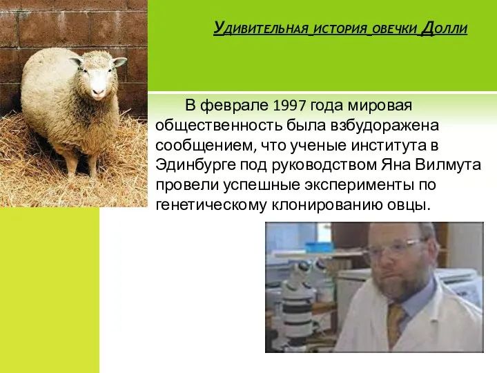 Удивительная история овечки Долли В феврале 1997 года мировая общественность была взбудоражена