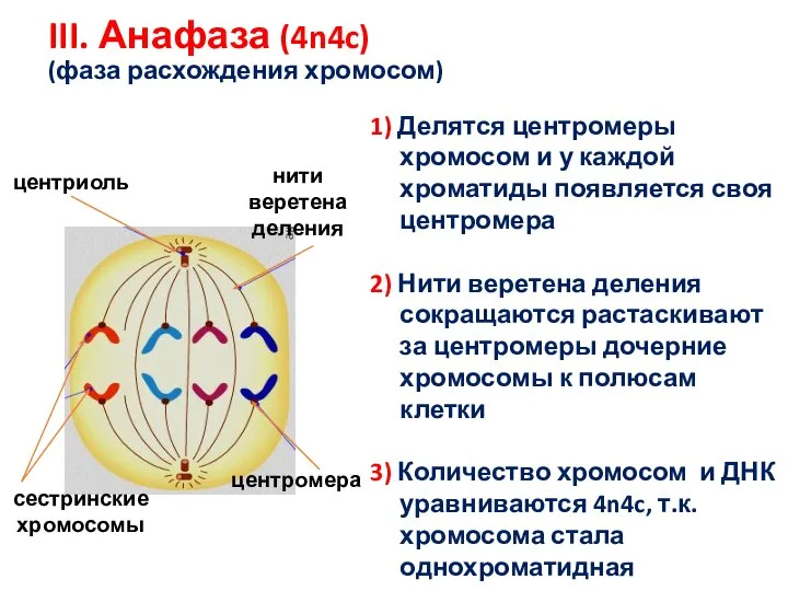 III. Анафаза (4n4c) (фаза расхождения хромосом) центромера сестринские хромосомы центриоль нити веретена