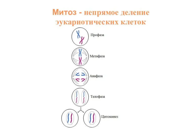 Митоз - непрямое деление эукариотических клеток