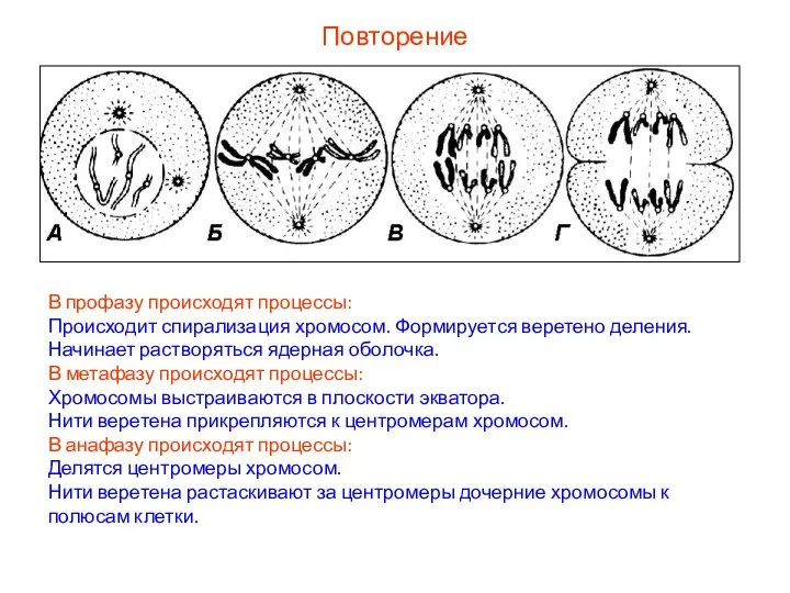 Повторение В профазу происходят процессы: Происходит спирализация хромосом. Формируется веретено деления. Начинает