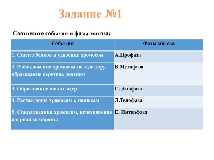 Задание №1 Соотнесите события и фазы митоза: