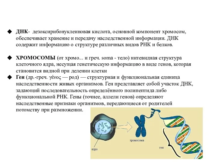 ДНК- дезоксирибонуклеиновая кислота, основной компонент хромосом, обеспечивает хранение и передачу наследственной информации.
