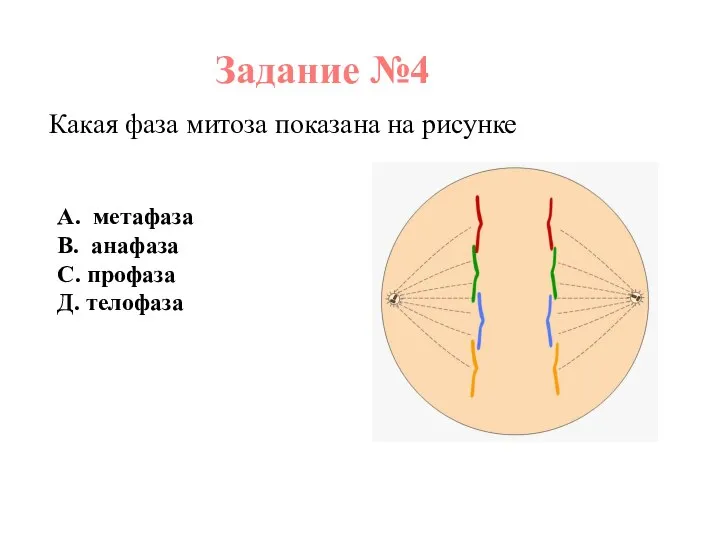 Задание №4 Какая фаза митоза показана на рисунке А. метафаза В. анафаза С. профаза Д. телофаза