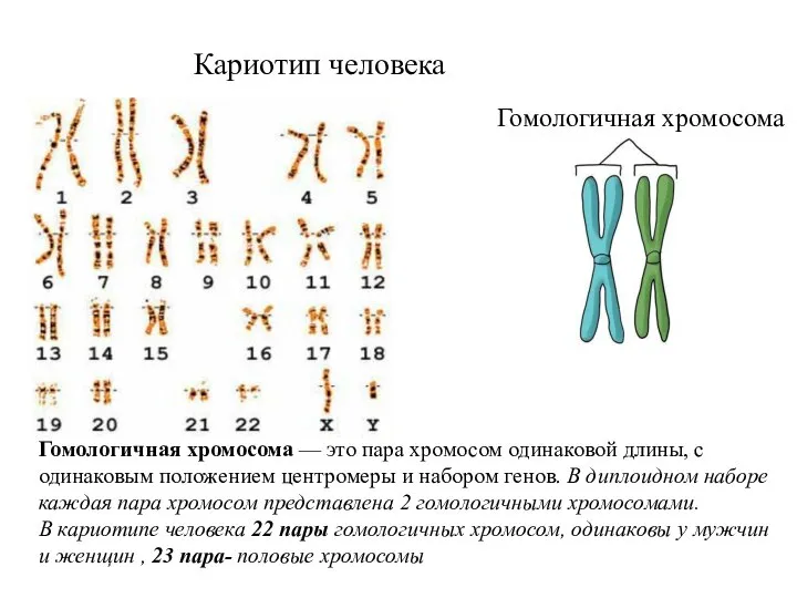 Гомологичная хромосома — это пара хромосом одинаковой длины, с одинаковым положением центромеры