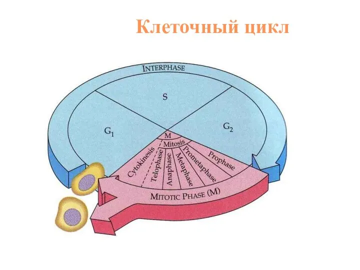 Клеточный цикл