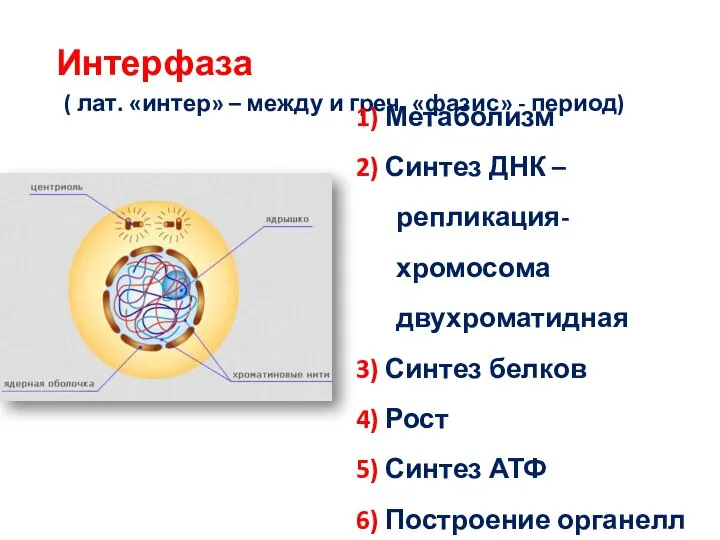 Интерфаза ( лат. «интер» – между и греч. «фазис» - период) 1)