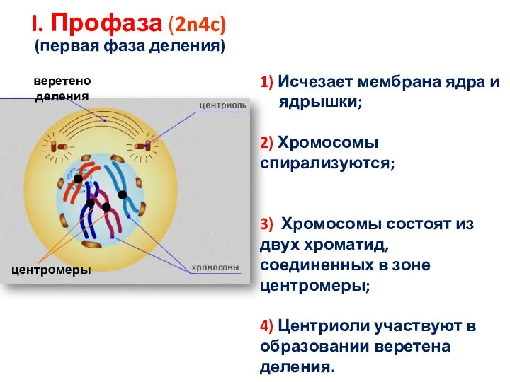 I. Профаза (2n4c) (первая фаза деления) 1) Исчезает мембрана ядра и ядрышки;