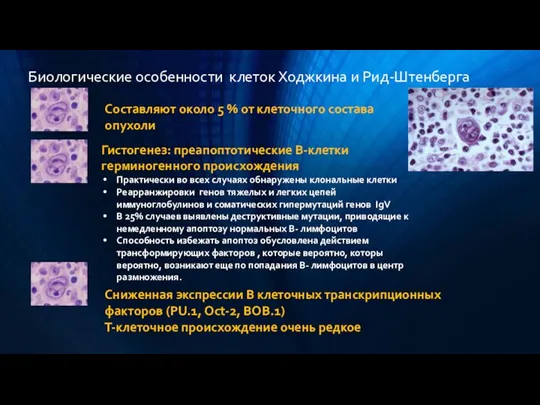 Биологические особенности клеток Ходжкина и Рид-Штенберга Составляют около 5 % от клеточного