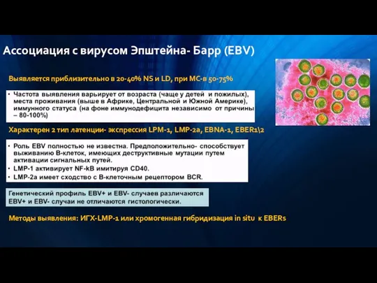 Ассоциация с вирусом Эпштейна- Барр (EBV) Выявляется приблизительно в 20-40% NS и