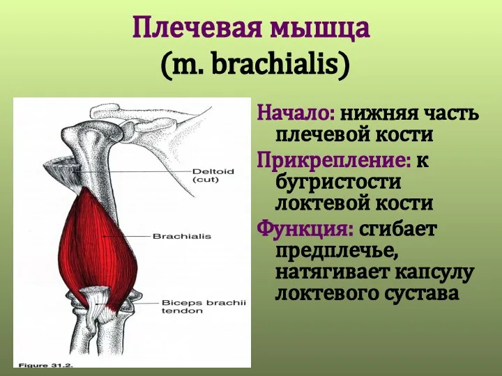 Плечевая мышца (m. brachialis) Начало: нижняя часть плечевой кости Прикрепление: к бугристости