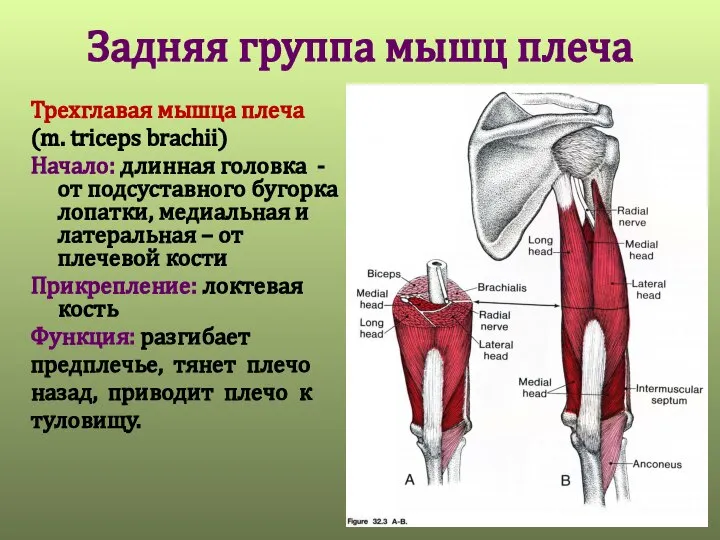 Задняя группа мышц плеча Трехглавая мышца плеча (m. triceps brachii) Начало: длинная