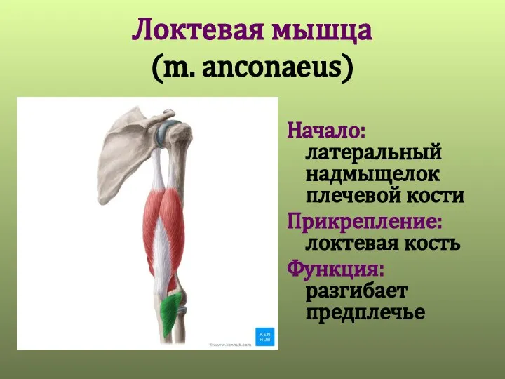 Локтевая мышца (m. anconaeus) Начало: латеральный надмыщелок плечевой кости Прикрепление: локтевая кость Функция: разгибает предплечье