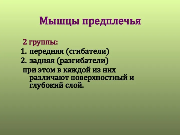 Мышцы предплечья 2 группы: передняя (сгибатели) задняя (разгибатели) при этом в каждой