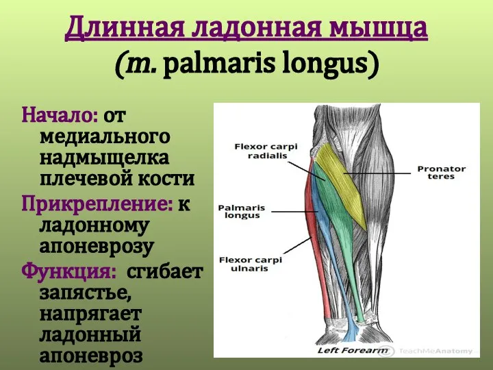 Длинная ладонная мышца (m. palmaris longus) Начало: от медиального надмыщелка плечевой кости