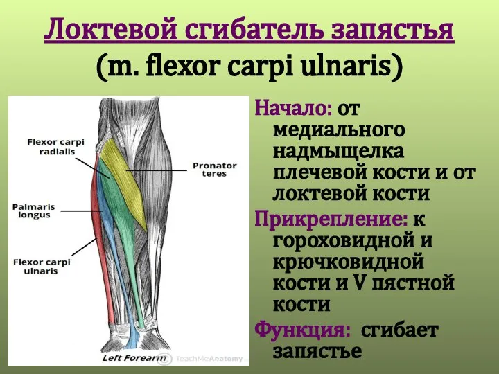 Локтевой сгибатель запястья (m. flexor carpi ulnaris) Начало: от медиального надмыщелка плечевой