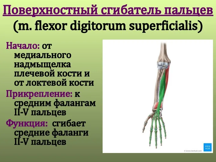 Поверхностный сгибатель пальцев (m. flexor digitorum superficialis) Начало: от медиального надмыщелка плечевой