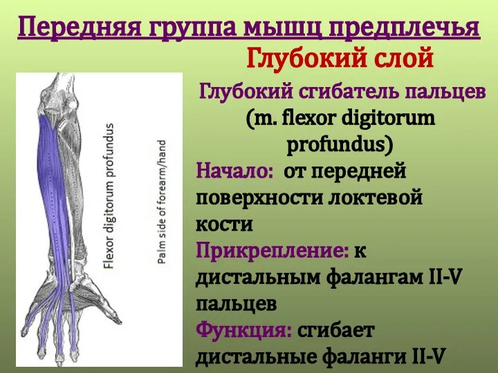 Передняя группа мышц предплечья Глубокий слой Глубокий сгибатель пальцев (m. flexor digitorum