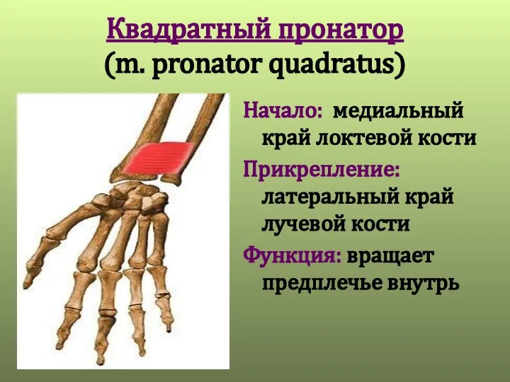 Квадратный пронатор (m. pronator quadratus) Начало: медиальный край локтевой кости Прикрепление: латеральный