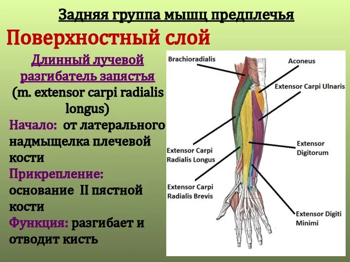 Поверхностный слой Длинный лучевой разгибатель запястья (m. extensor carpi radialis longus) Начало: