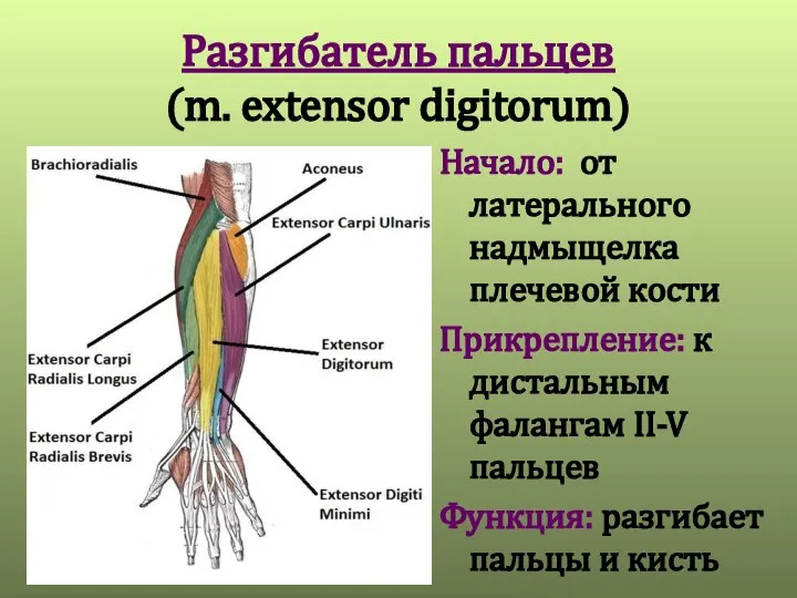 Разгибатель пальцев (m. extensor digitorum) Начало: от латерального надмыщелка плечевой кости Прикрепление: