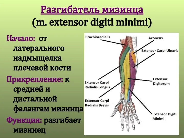 Разгибатель мизинца (m. extensor digiti minimi) Начало: от латерального надмыщелка плечевой кости