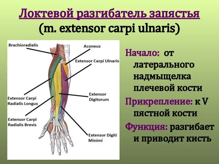 Локтевой разгибатель запястья (m. extensor carpi ulnaris) Начало: от латерального надмыщелка плечевой