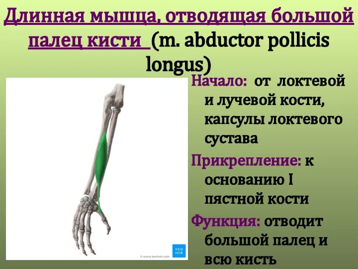 Длинная мышца, отводящая большой палец кисти (m. abductor pollicis longus) Начало: от