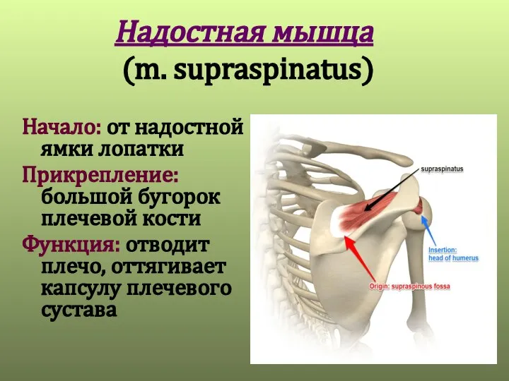 Надостная мышца (m. supraspinatus) Начало: от надостной ямки лопатки Прикрепление: большой бугорок