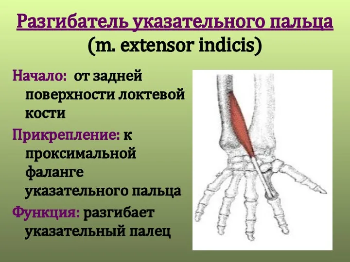 Разгибатель указательного пальца (m. extensor indicis) Начало: от задней поверхности локтевой кости
