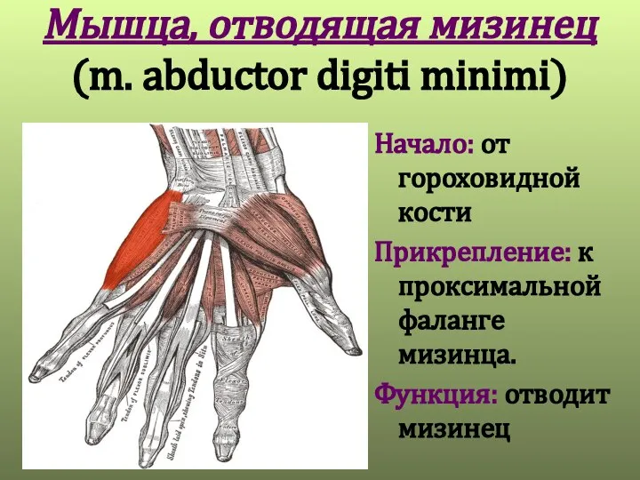 Мышца, отводящая мизинец (m. abductor digiti minimi) Начало: от гороховидной кости Прикрепление: