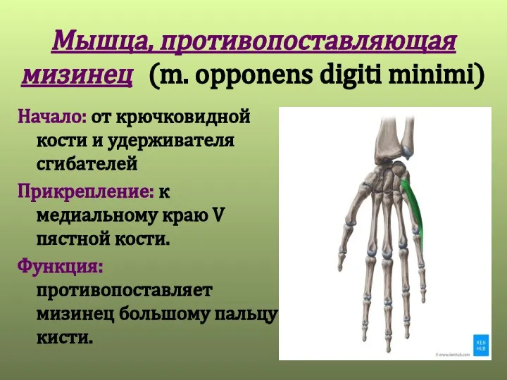 Мышца, противопоставляющая мизинец (m. opponens digiti minimi) Начало: от крючковидной кости и