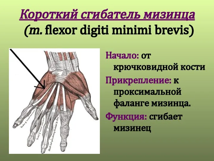 Короткий сгибатель мизинца (m. flexor digiti minimi brevis) Начало: от крючковидной кости
