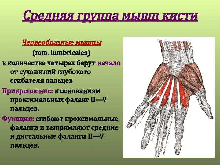 Средняя группа мышц кисти Червеобразные мышцы (mm. lumbricales) в количестве четырех берут