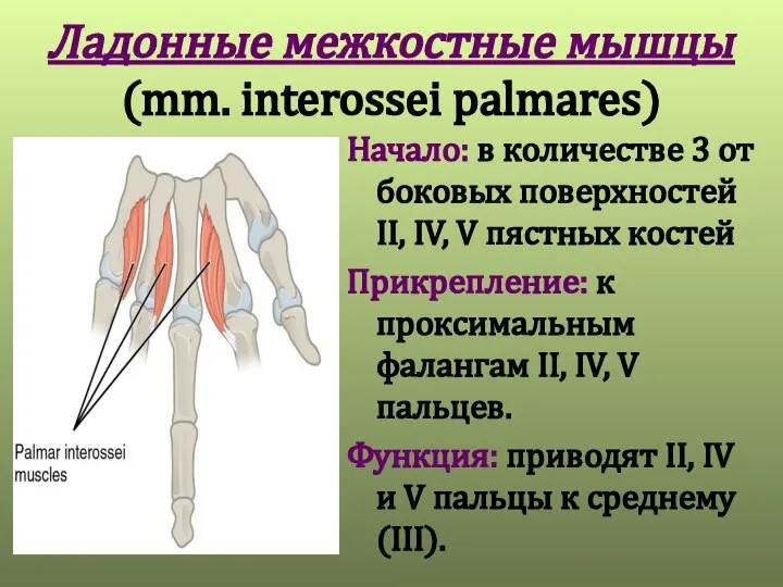 Ладонные межкостные мышцы (mm. interossei palmares) Начало: в количестве 3 от боковых