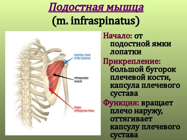 Подостная мышца (m. infraspinatus) Начало: от подостной ямки лопатки Прикрепление: большой бугорок