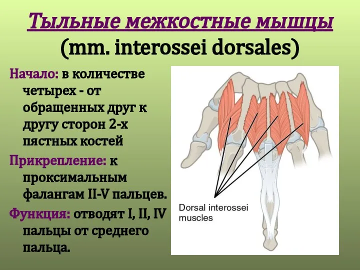 Тыльные межкостные мышцы (mm. interossei dorsales) Начало: в количестве четырех - от