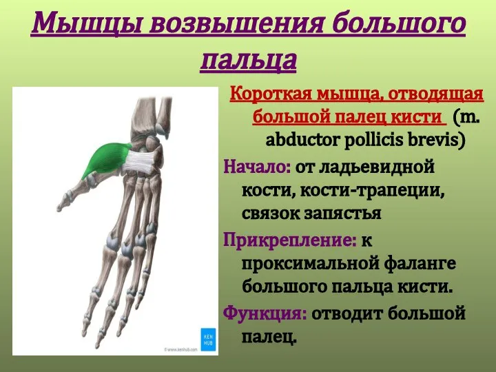 Мышцы возвышения большого пальца Короткая мышца, отводящая большой палец кисти (m. abductor