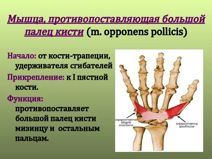 Мышца, противопоставляющая большой палец кисти (m. opponens pollicis) Начало: от кости-трапеции, удерживателя